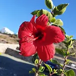 شقة فندقية Dolce Vista - Sea View